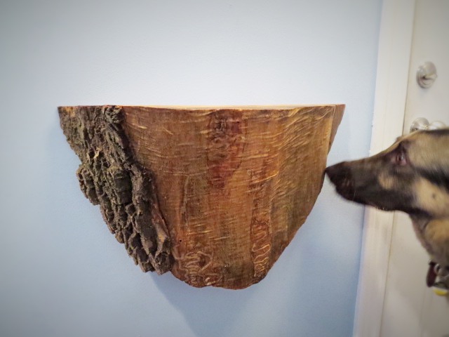 Finn sniffing new 99 cent wood wedge wall shelf