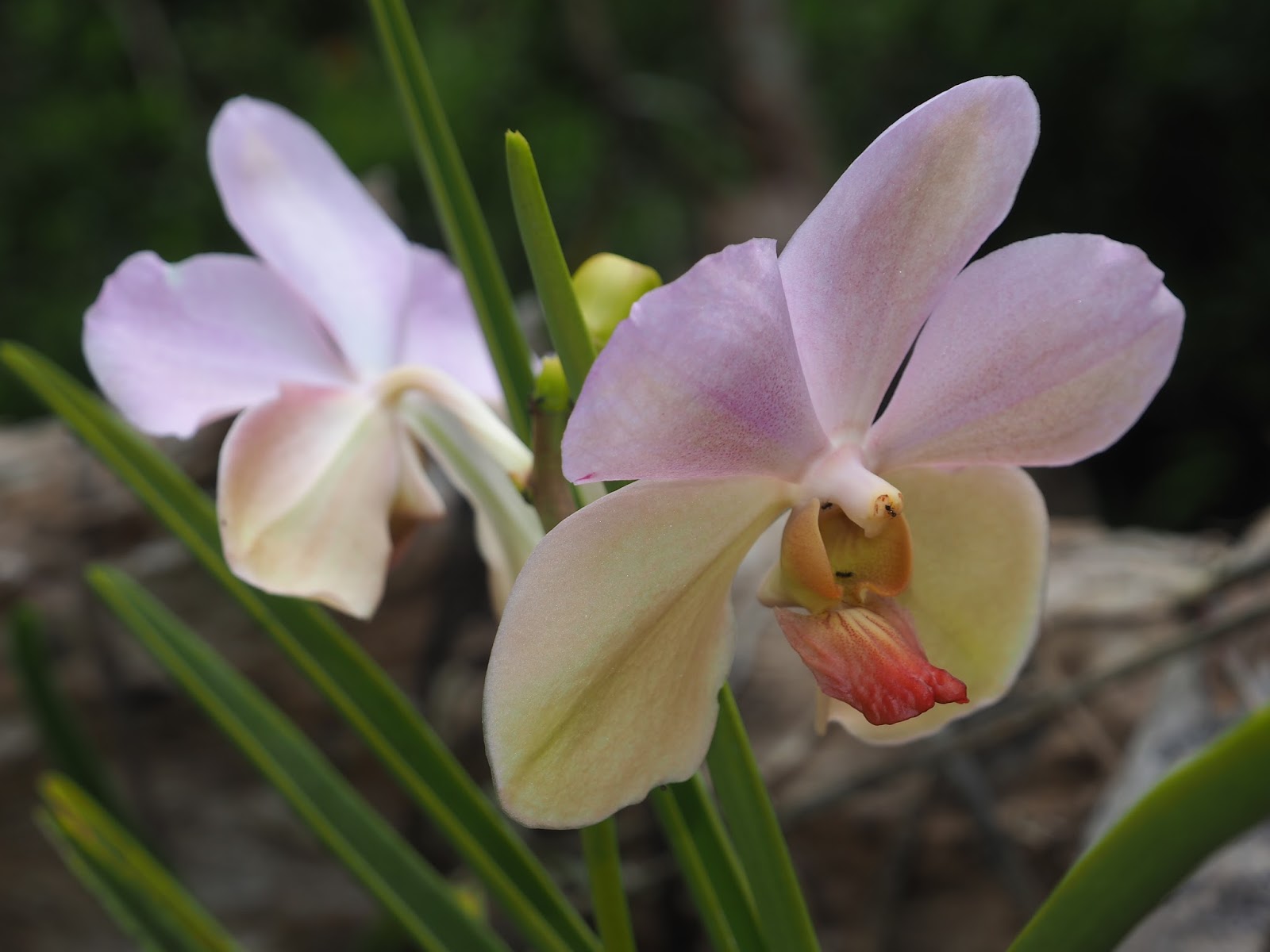 Pure Oxygen Generators Self Supporting Orchids