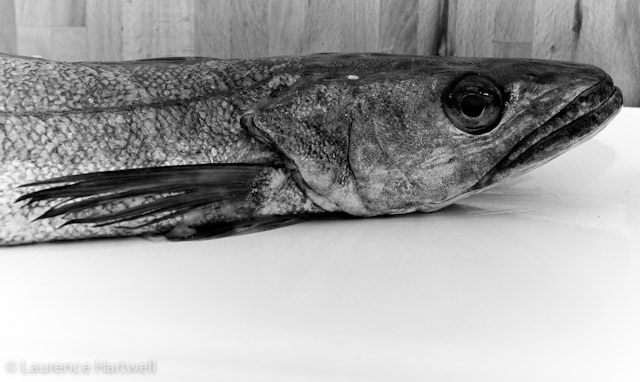Bass Fishing Kitchen Decor Bass Fishing Kitchen Decor