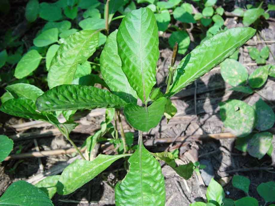 Ruellia tuberosa