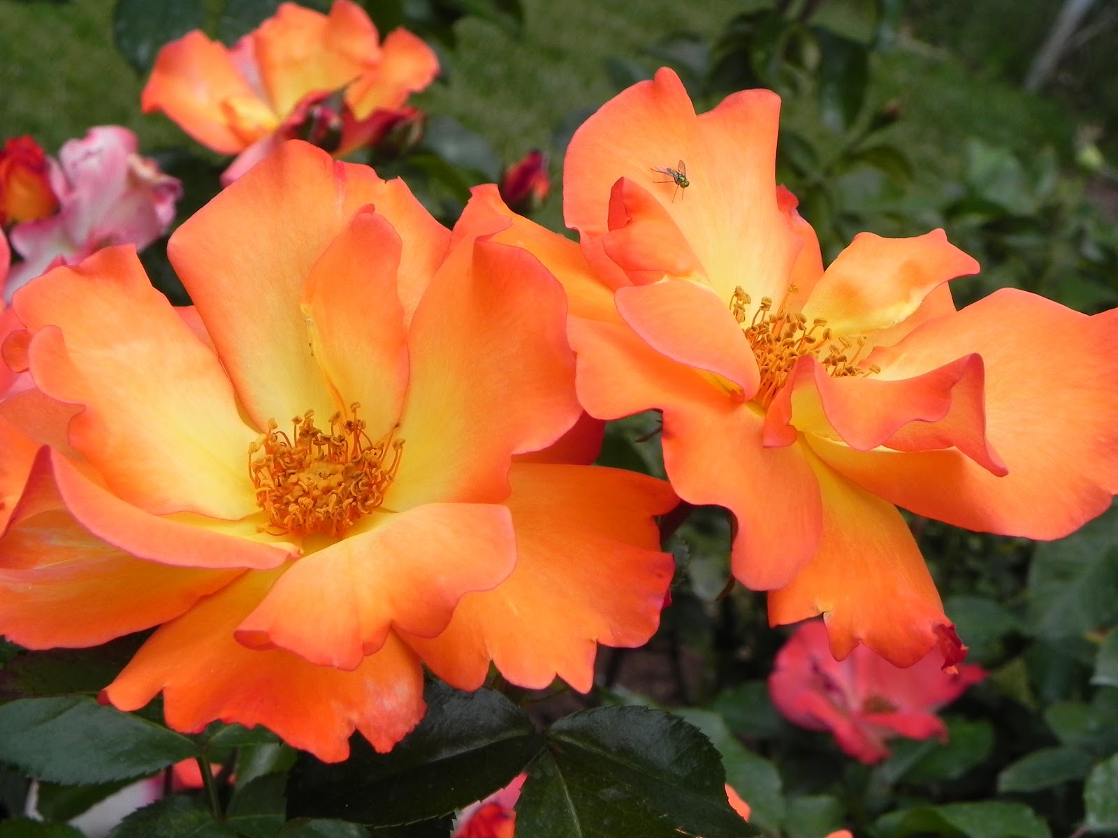 Power of the Flower Rose Garden at Dow Gardens in Midland Michigan
