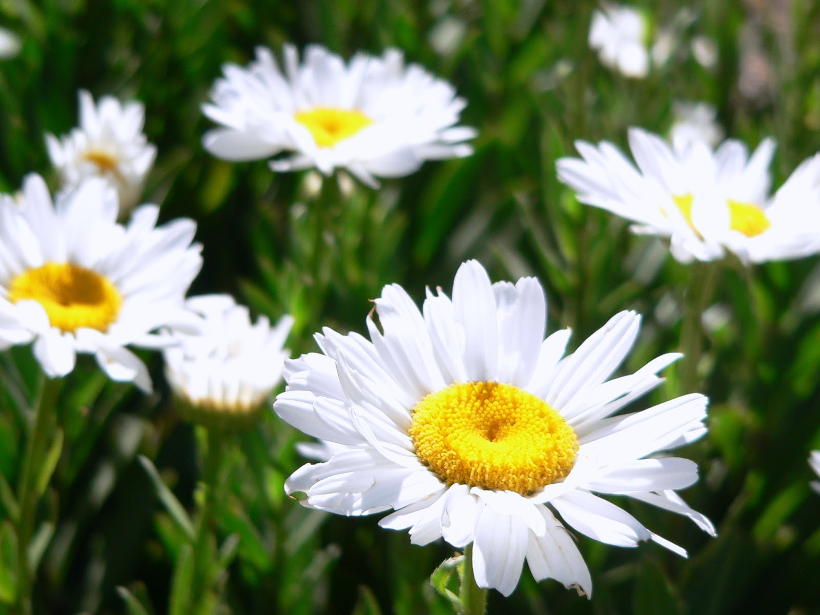 Aggregata Plants & Gardens: Shasta daisies flowering at long last