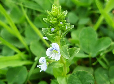 Flores azules de Veronica serpyllifolia