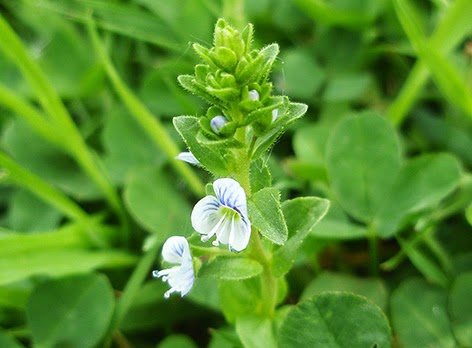 Veronica serpyllifolia