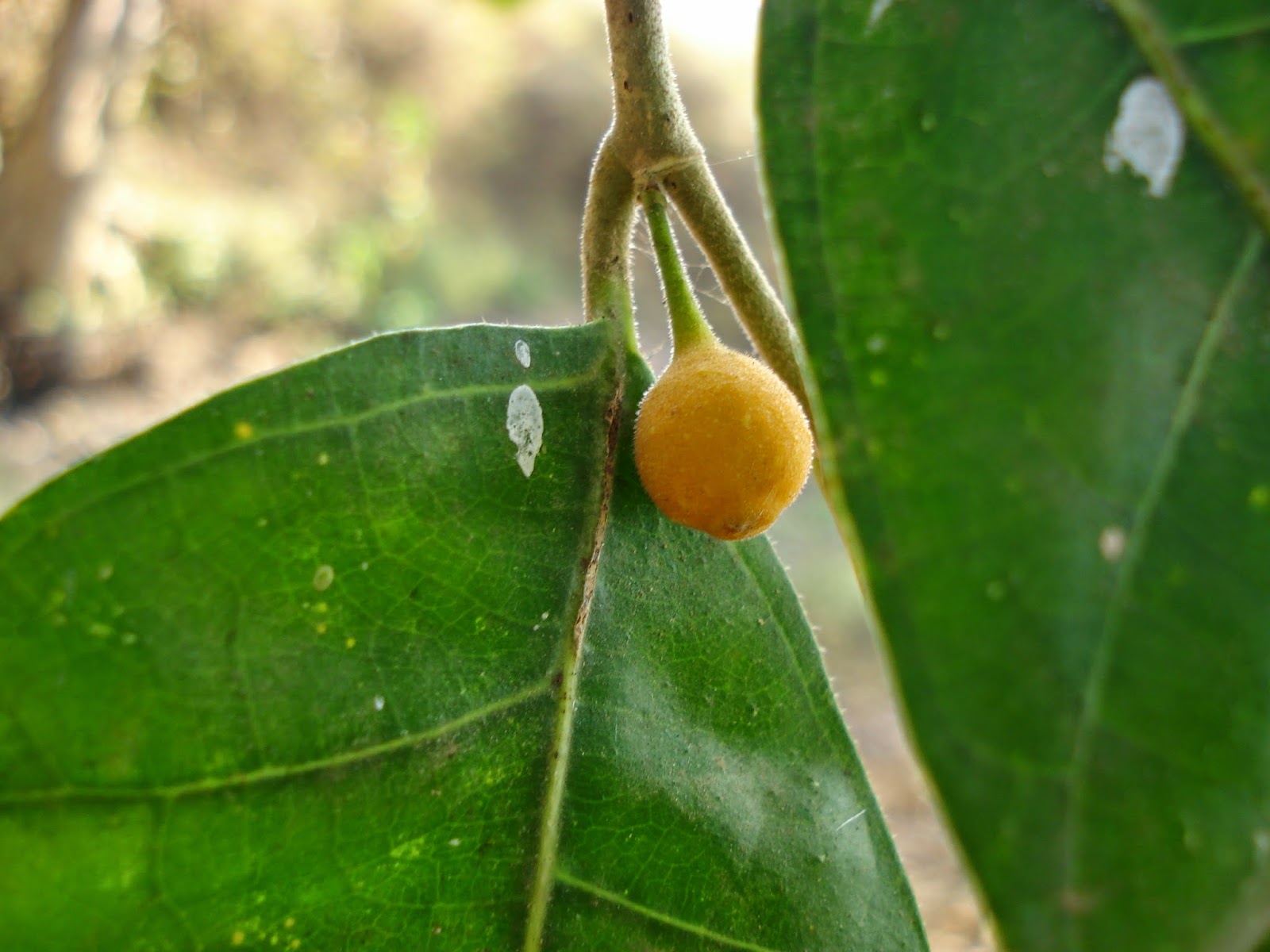 batalaland: Ficus tinctoria
