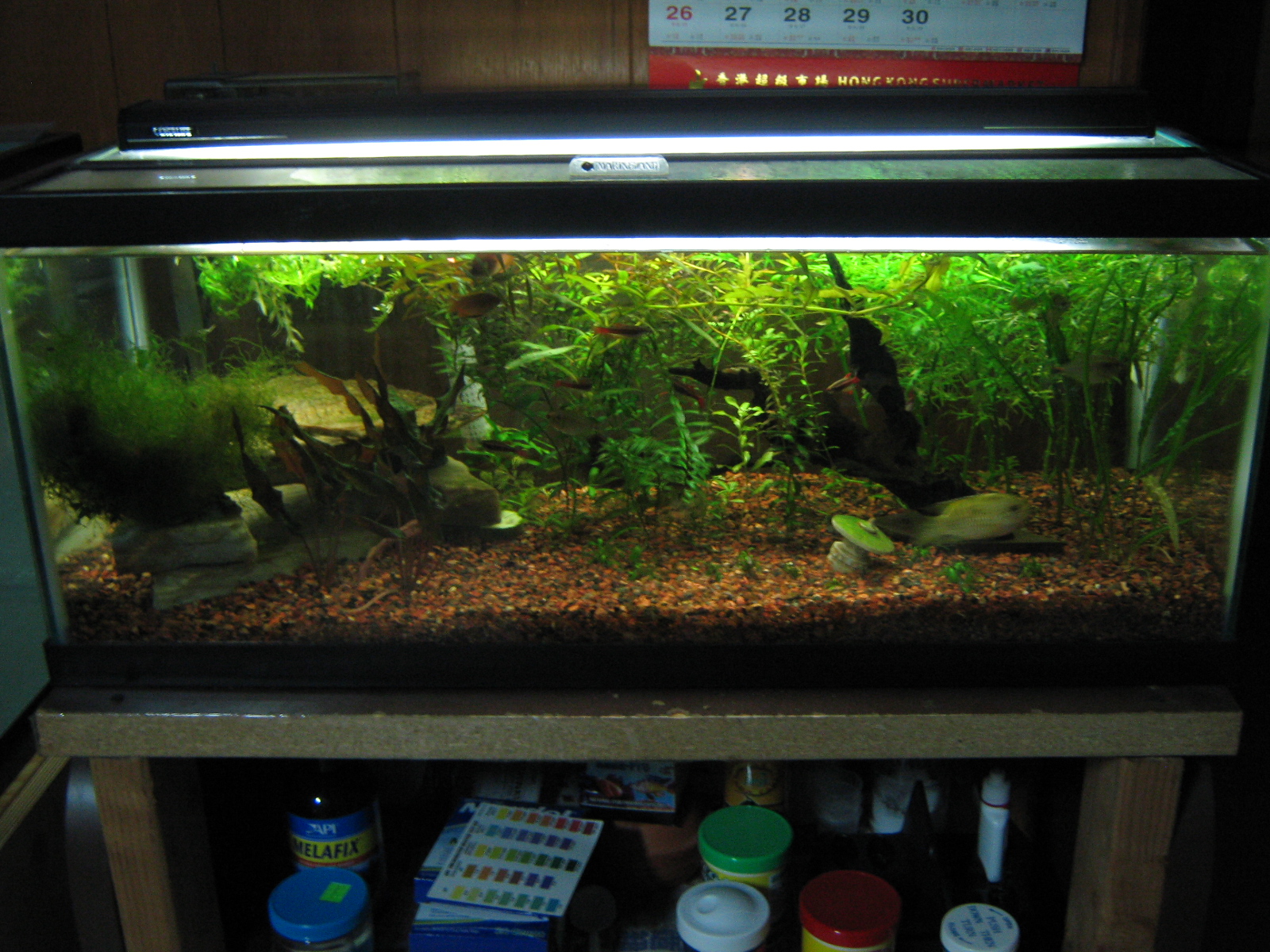 Ecco's Aquarium Blog New 40 Breeder Planted Tank