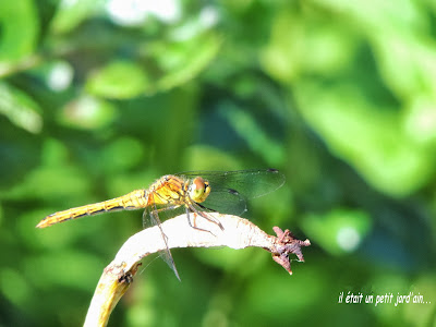 insecte jardin