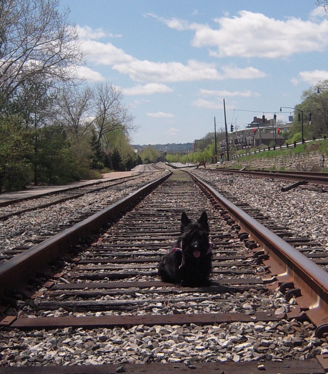 Sweet William The Scot I Got Attitude