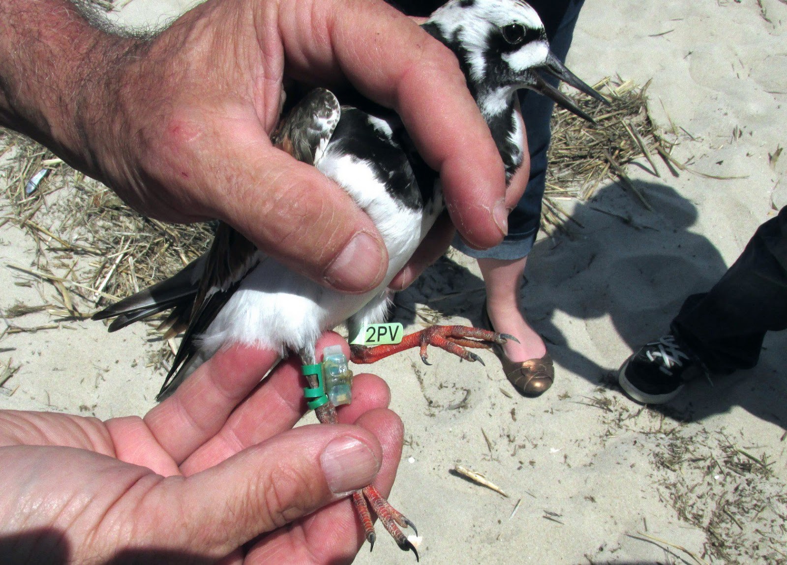 Endangered New Jersey: Shorebirds on the Delaware Bay