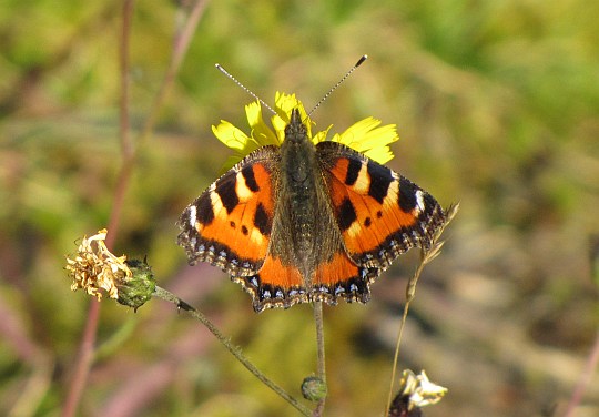 Rusałka pokrzywnik (Aglais urticae).