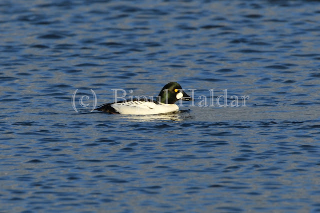 Common Goldeneye Common Goldeneye