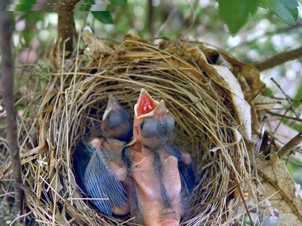 Rüyada Görmek, Rüyaların Anlamıları, Rüya Tabirleri: Kuş yuvası