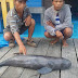 2 Lumba-lumba Ditemukan Mati Tersangkut Jaring Nelayan di Riau