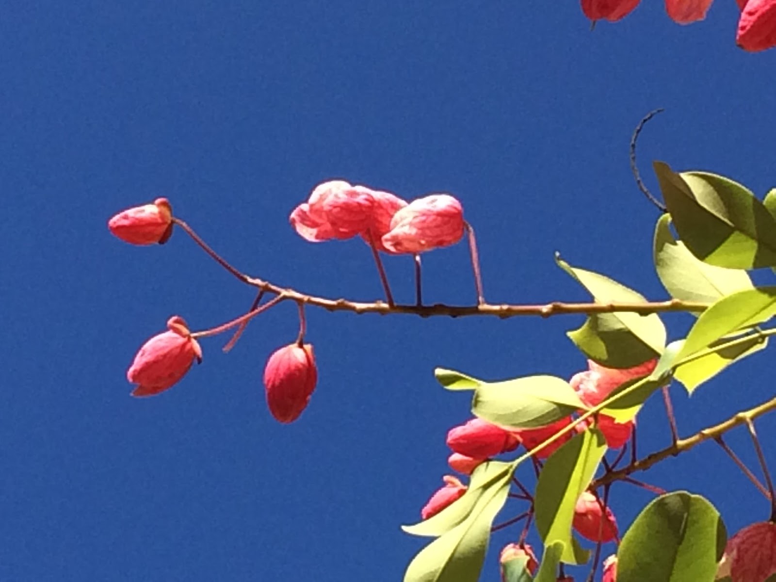 Aloha from Hawaii Rainbow Shower trees in the Rainbow state of Hawaii.