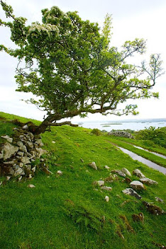 A tree growing from the side of a grass covered hill by a path leading to the ocean