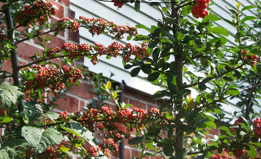 Materialistic visions Eco Dyeing with Pyracantha ‘Orange Glow’ Berries