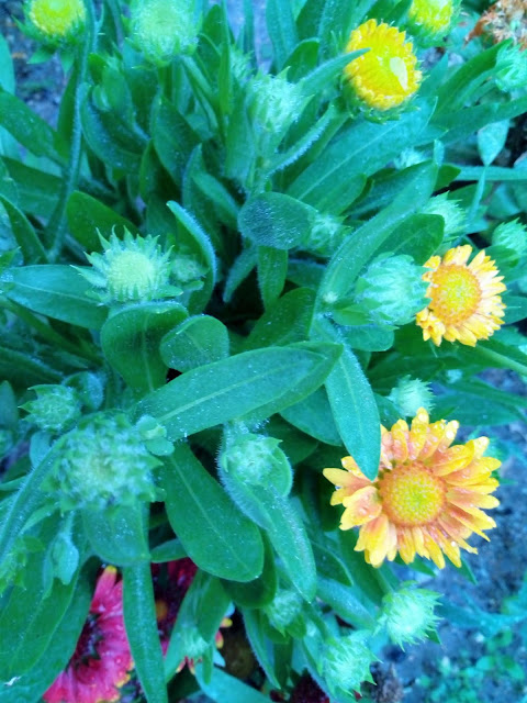 Gallardia (Gaillardia aristata Pursh.).