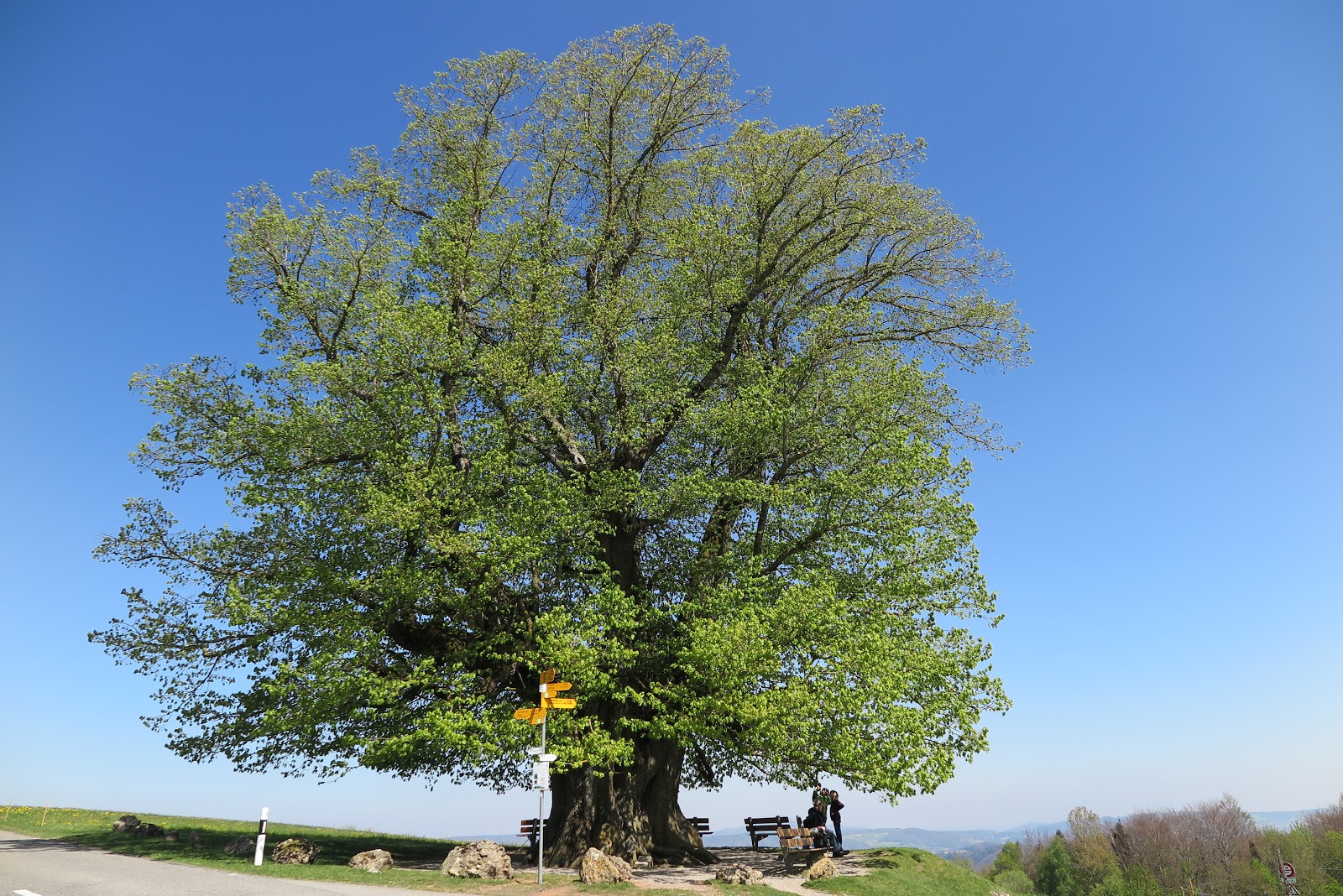 Schwarze Pfoten Zur Linde von Linn