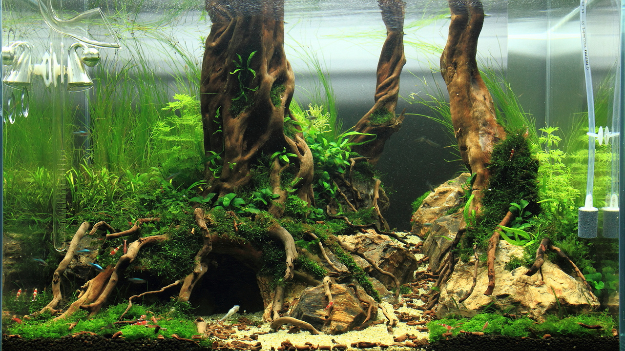 Fishes & Aquariums Fish Tank Setups Planted Aquarium Tank, Moss, Tetra