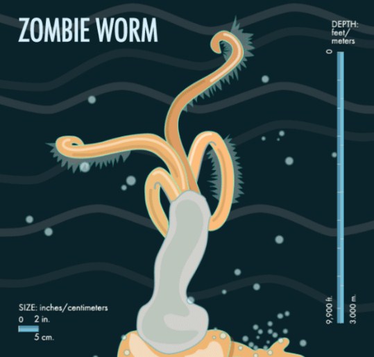оседакс или зомби-черви. Zombie worm. игра червячки зомби. монстр олег. червячки игра worms zombies.