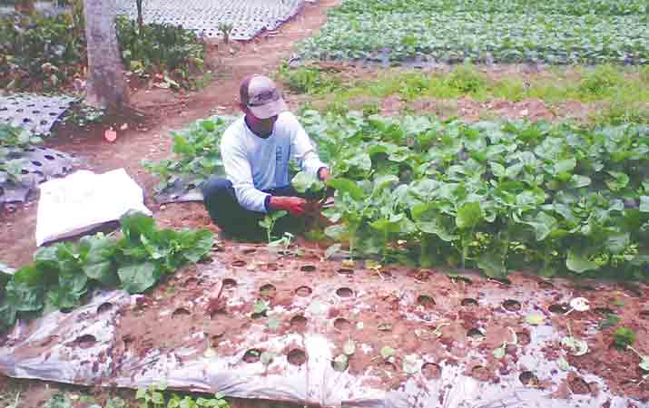Panduan Sukses Budidaya Buah Bit Tips Petani