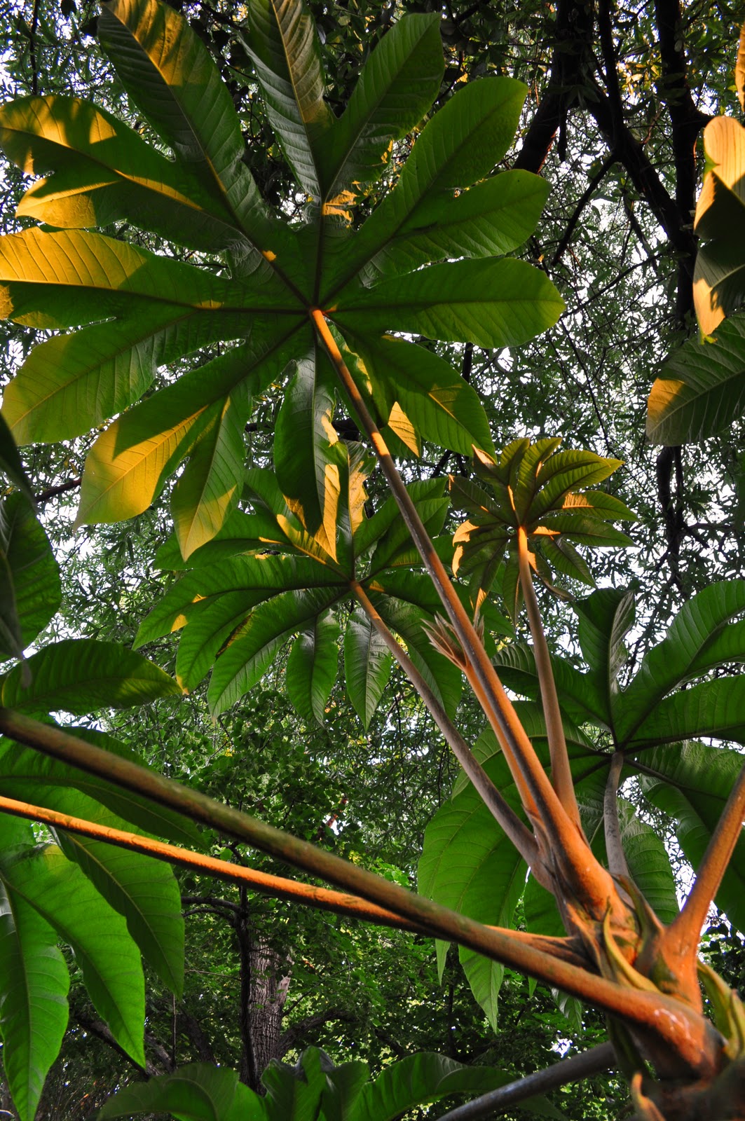 A Tidewater Gardener: Tetrapanax papyrifera 'Steroidal Giant'