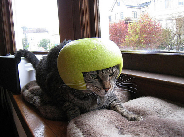 Cats Wearing Fruit Helmets Maret 2014 Lowongan Kerja 2014
