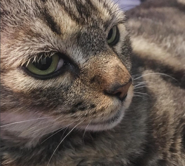 rspca introducing cats