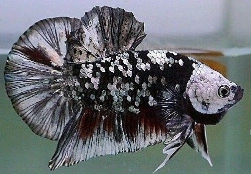 5 Jenis Ikan Cupang Koi Terpopuler Di Tahun 2019 Ikan Hiasku