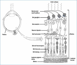Pengertian dan Konsep dari Sistem Visual Mata pada Manusia 1_