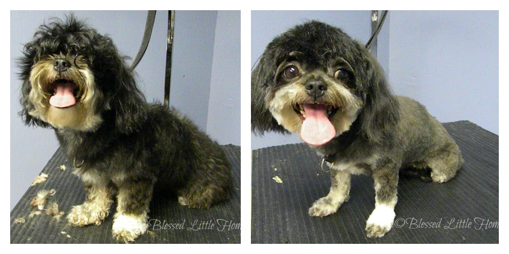 Groomer Nicole Grooming Drop Coated Dogs
