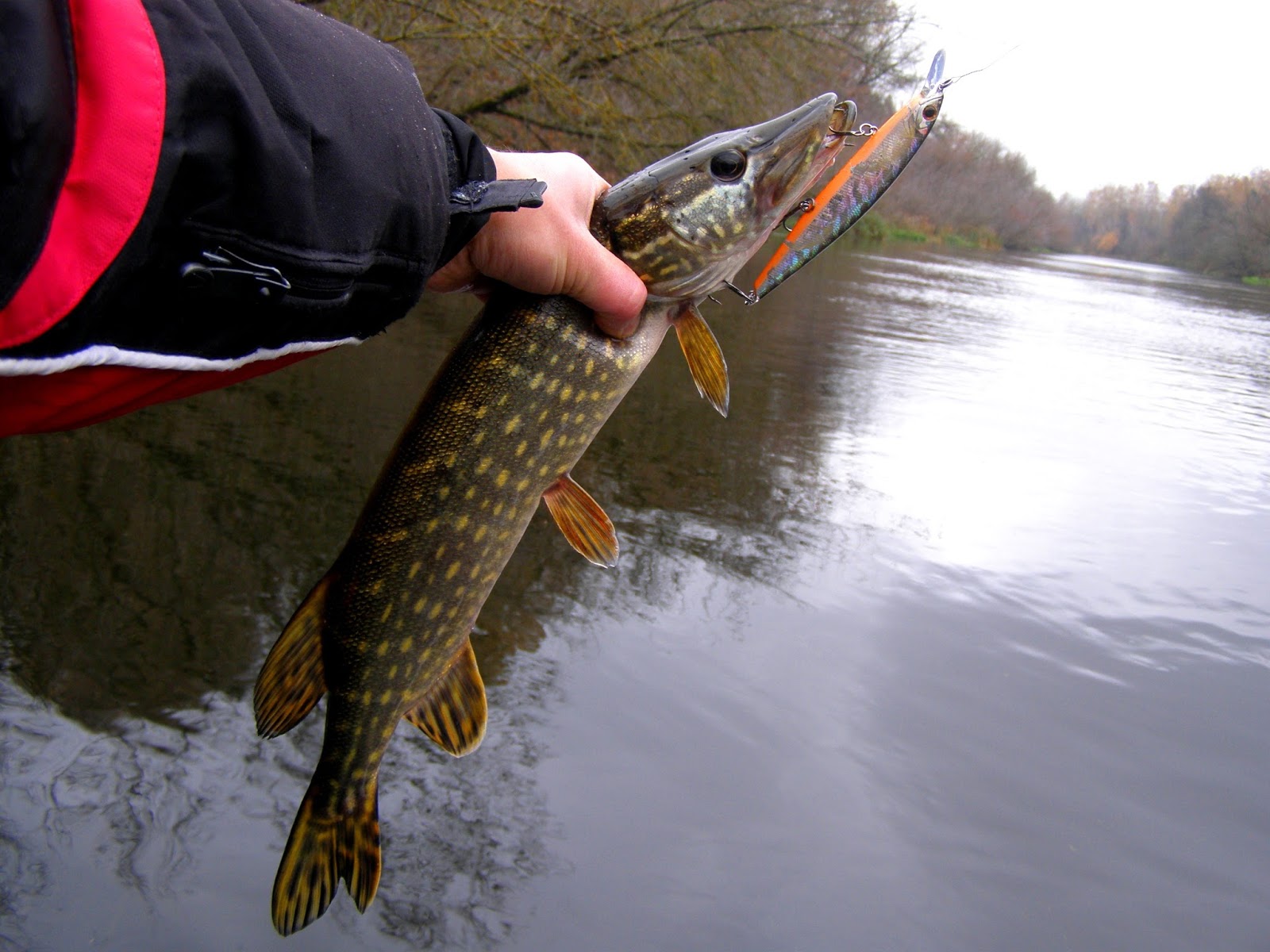 рыбалка на коппи. клёв рыбы ребровник алтайский край нововознесеновка. ловля карася мережей. карпенок фото. рыбалка на магнитогорском водохранилище.