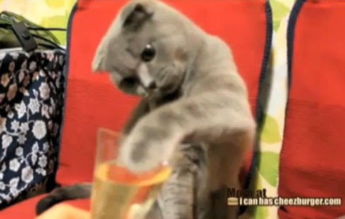 Video : シャンパン猫