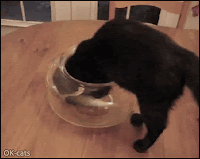 Amazing Cat GIF • Cats are liquid! Black Cat gets into the fish bowl thinking he is a catfish.