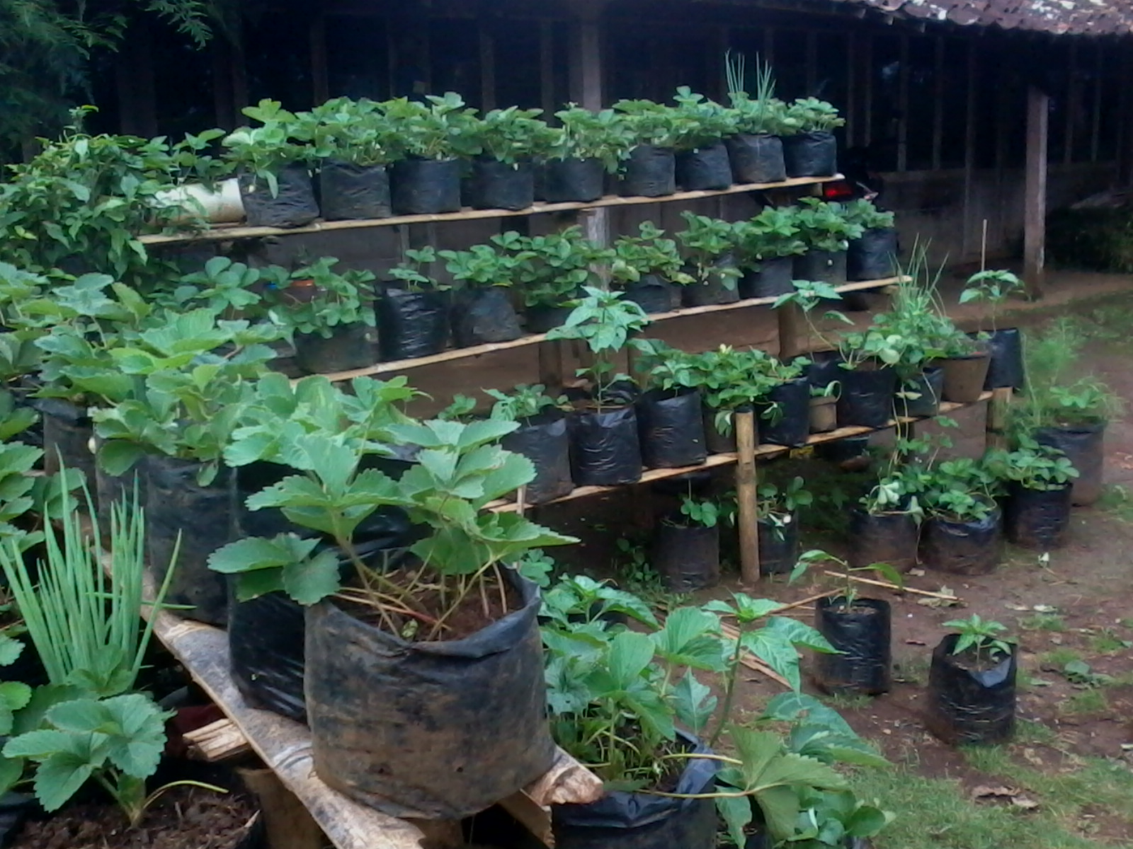 Memanfaatkan Pekarangan Rumah Menganggur Untuk Budidaya Strawberry Seperti Yang Saya Lakukan Saat Ini Yaitu Menanam Strawberry Di Dalam Pot Polybag
