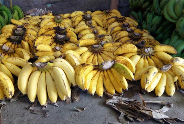 Gambar Pisang Raja Sereh.jpg