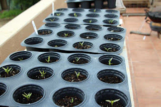 Late pepper plants Late pepper plants