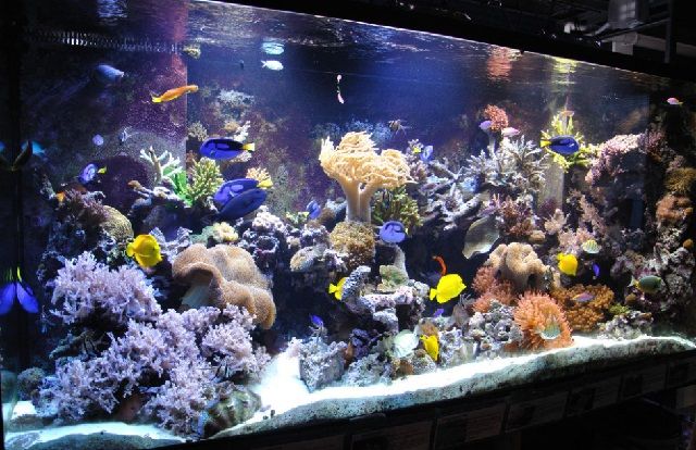 Cara Merawat Ikan Hias Dalam Toples Aneka Ikan Hias