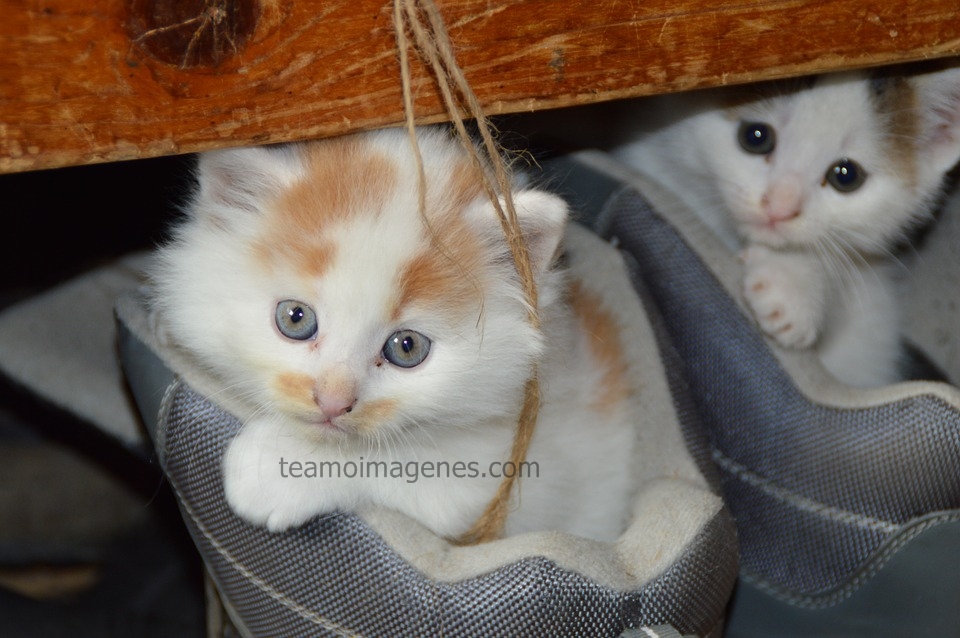 Las mejores imagenes de gatitos tiernos y bellas frases de amor, teamoimagenes.com