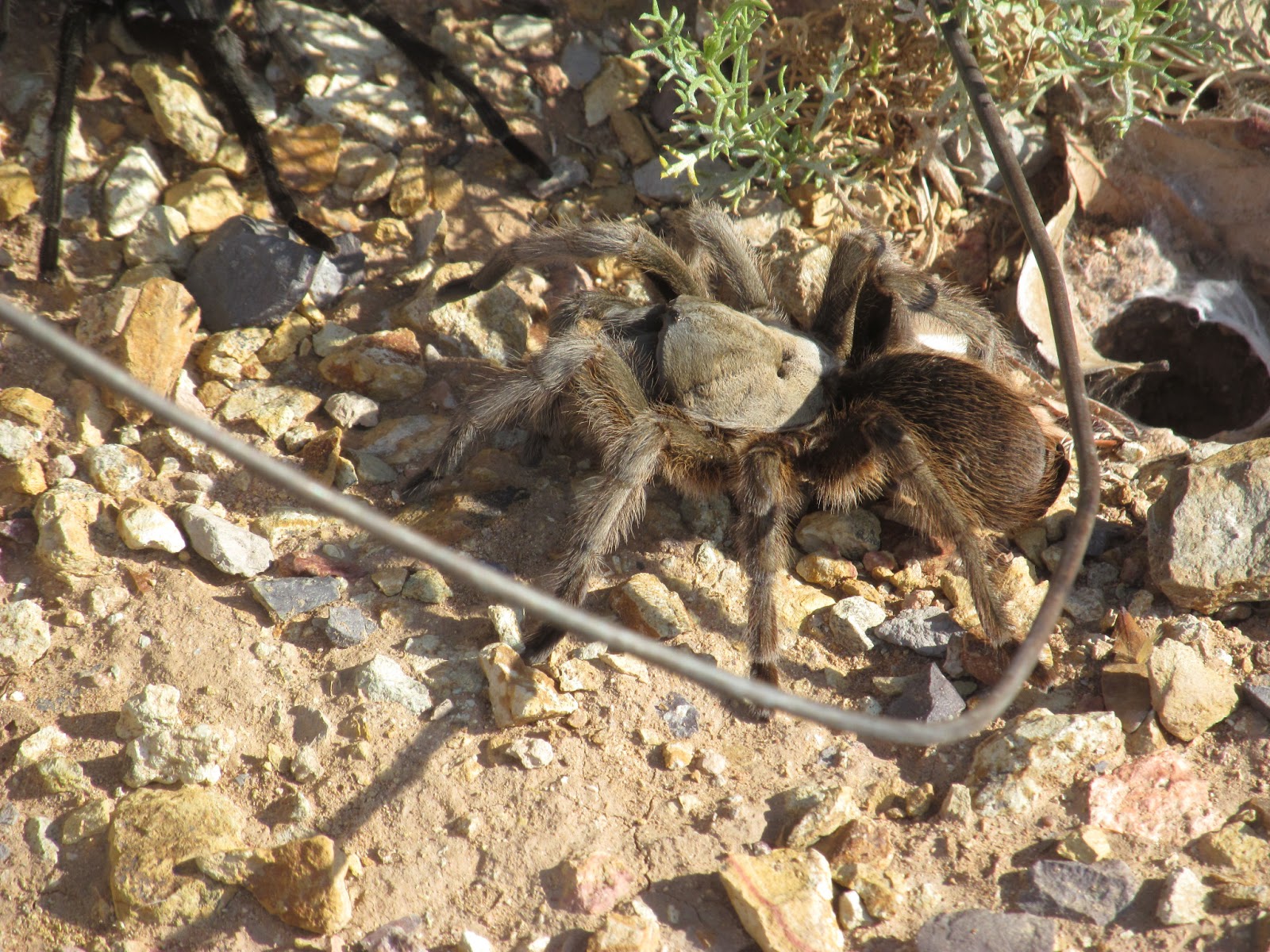 Blogging from the Boot Heel The Desert Comes Alive Tarantula