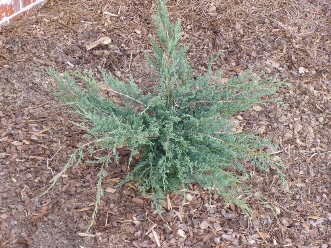 Juniperus virginiana "Grey Owl" Juniperus virginiana "Grey Owl"