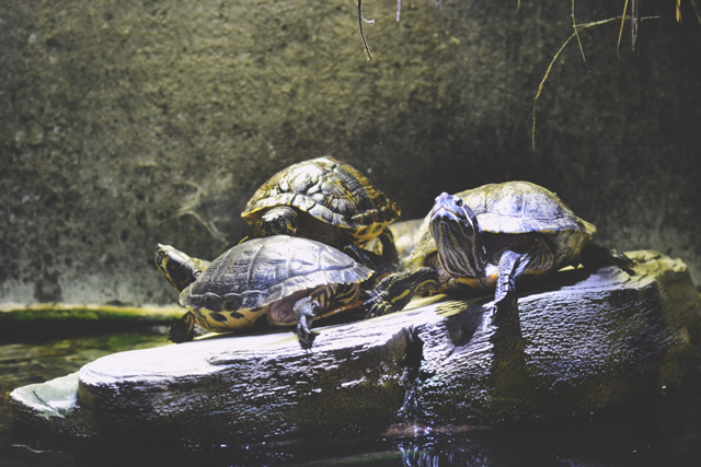 Small turtles aquarium
