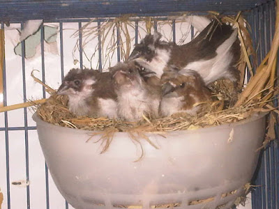 10 Jenis Finch Yang Paling Sering Dicari Pawiro Bird Farm Dove