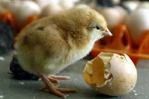 Egg, London, World, Chicken, The chicken came first, scientists say, solving the ultimate mystery