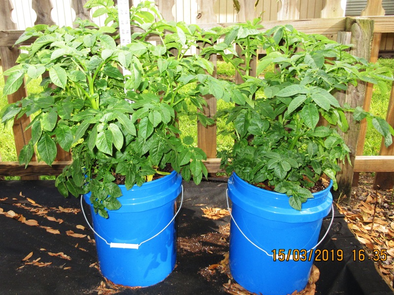 Living Prepared NoHilling Potato Growth Update 31519