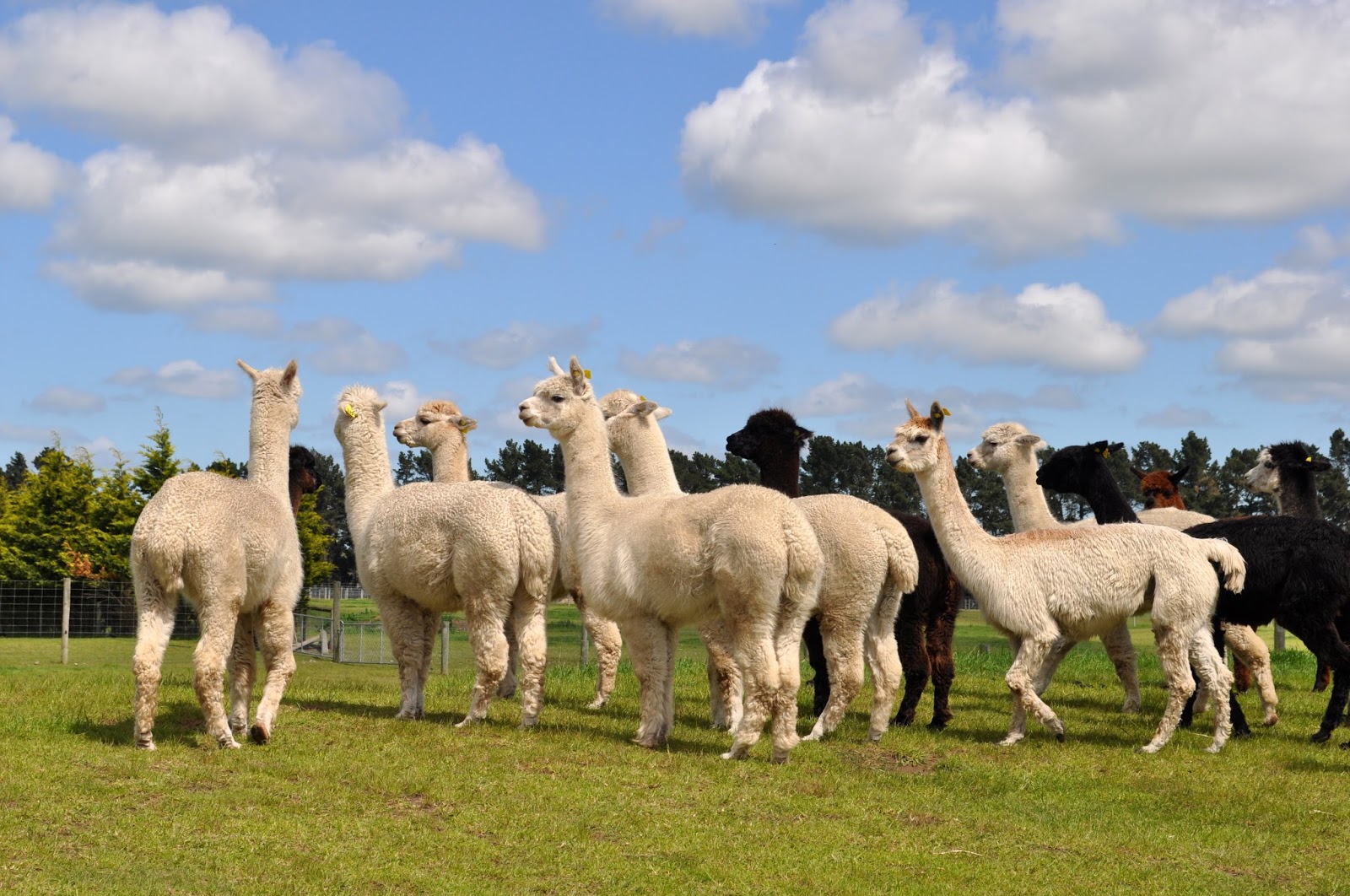DUTCHCORNER: Visit to an Alpaca farm near Christchurch