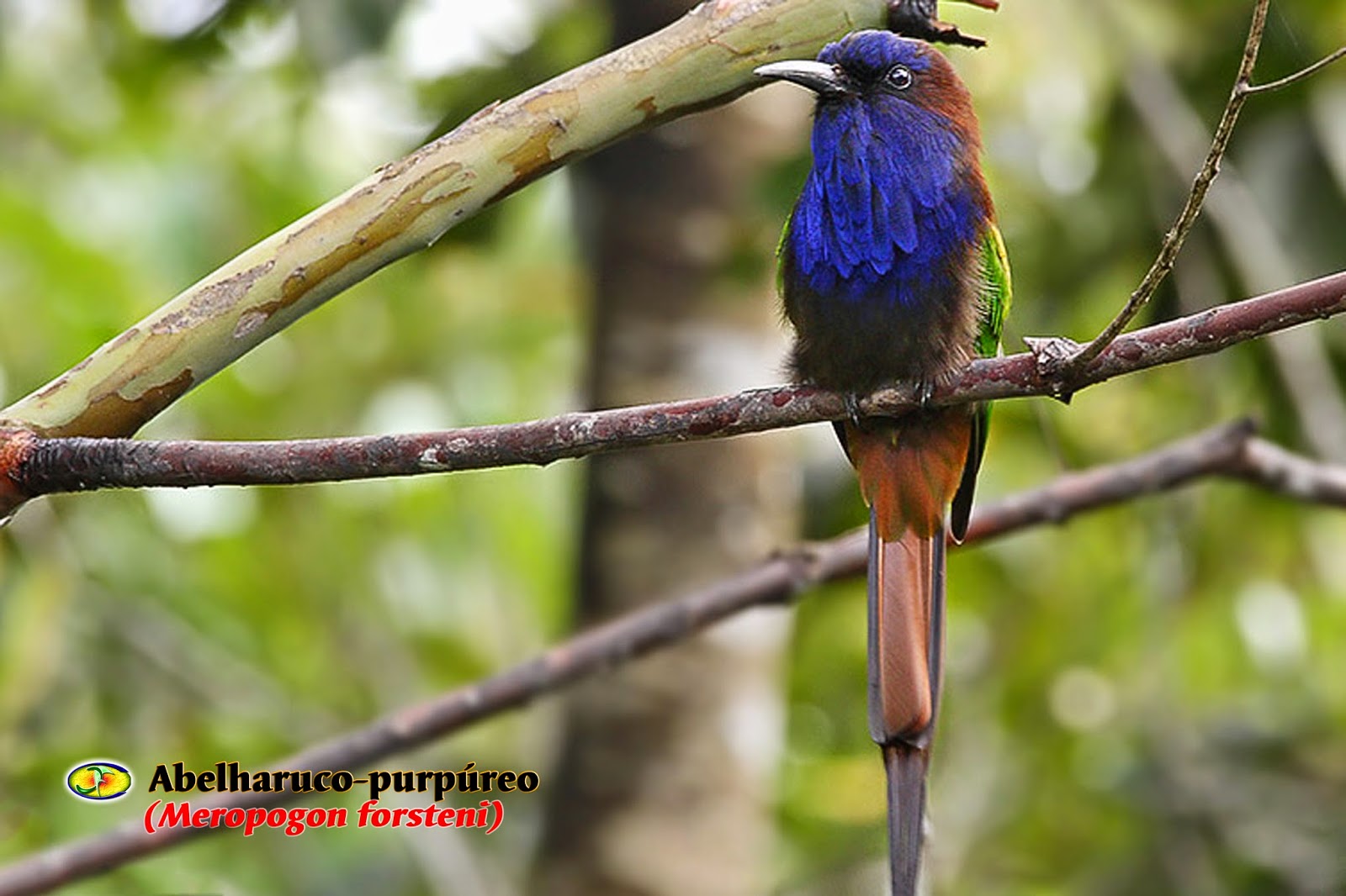 ORNITOLOGIA Abelharucopurpúreo (Meropogon forsteni)