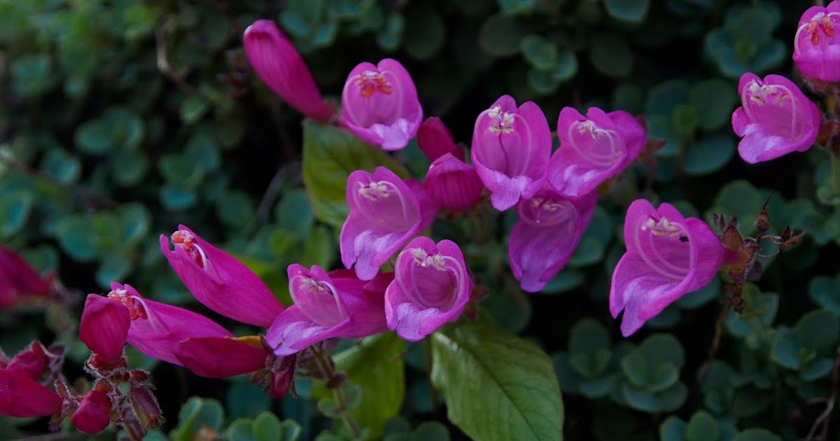 Native Plant Highlights