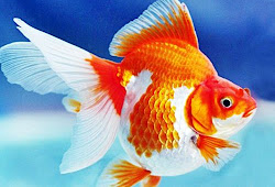 Cara Menumbuhkan Jambul Ikan Mas Koki