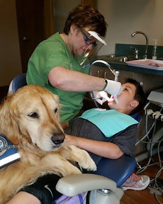  كلبة تعمل مساعد طبيب اسنان 1